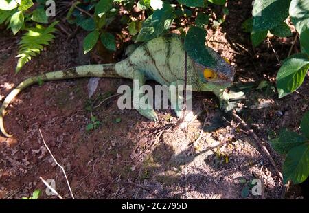 Porträt von Parsons Chamäleon aka Calumma parsonii im Andasibe-Mantadia Nationalpark, Madagaskar Stockfoto