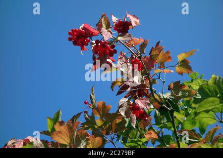 Schlange-Beere Stockfoto