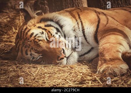 Porträt des schlafenden Tigers auf dem Heu Stockfoto