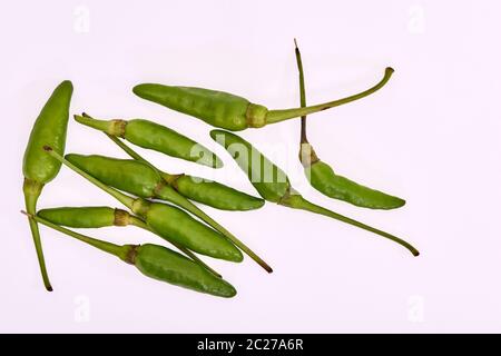 Grüne vögel auge Chilis oder kanthari mulaku auf weißem Hintergrund Stockfoto