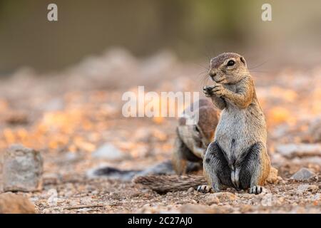 Kap-Borstenhörnchen (Xerus Inauris) Stockfoto