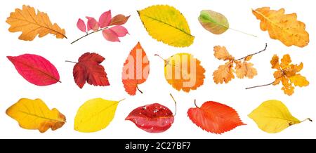 Viele verschiedene Herbst Blätter und Zweige auf weißem Hintergrund Stockfoto