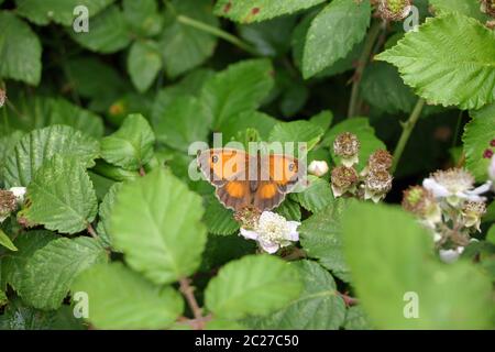 Pförtner-Schmetterling (Pyronia tithonus) saß mit offenen Flügeln auf einem Blatt. Stockfoto