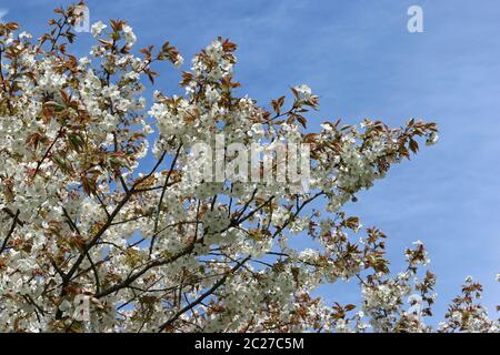 Große weiß blühenden Japanischen Kirschbaum (Prunus serratula) Vielzahl Tai haku in voller Blüte mit Bronze farbigen jungen Blätter im Frühling und Bäume Stockfoto