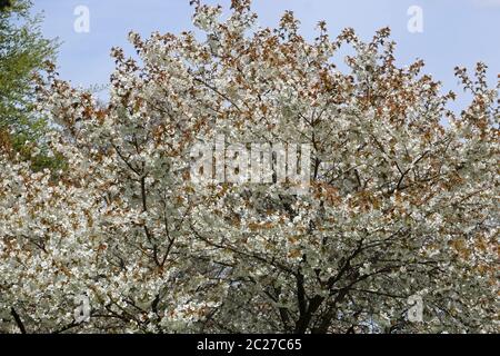 Große weiß blühenden Japanischen Kirschbaum (Prunus serratula) Vielzahl Tai haku in voller Blüte mit Bronze farbigen jungen Blätter im Frühling und Bäume Stockfoto