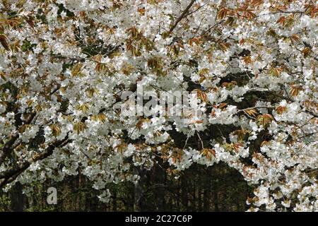 Große weiß blühenden Japanischen Kirschbaum (Prunus serratula) Vielzahl Tai haku in voller Blüte mit Bronze farbigen jungen Blätter im Frühling und Bäume Stockfoto