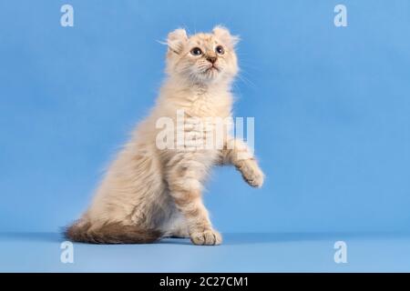 Rassekatze American Curl (Felis silvestris catus), Kurzhaar, blue tabby Point, 10 Wochen, Österreich Stockfoto