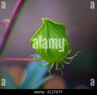 Grüne unblown Bud der roten Hibiskus im Garten an einem sommerlichen Tag wächst, selektiver Fokus Stockfoto