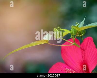 Grüne unblown Bud der roten Hibiskus im Garten an einem sommerlichen Tag wächst, selektiver Fokus Stockfoto