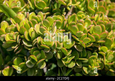 Miniatur sukkulenten Pflanzen im Garten auf Madeira. Portugal. Stockfoto