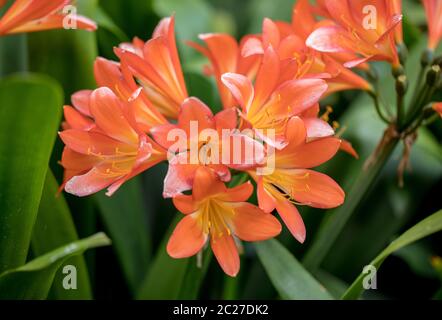 Cluster von Orange clivia Blumen im Garten Stockfoto