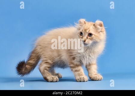 Rassekatze American Curl (Felis silvestris catus), Langhaar, blue tabby Point, 10 Wochen, Österreich Stockfoto