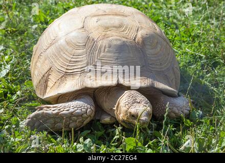 Pantherschildkröte Stockfoto