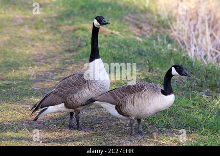 Canada-tails Branta canadensis im Naturschutzgebiet Wagbachniden Stockfoto