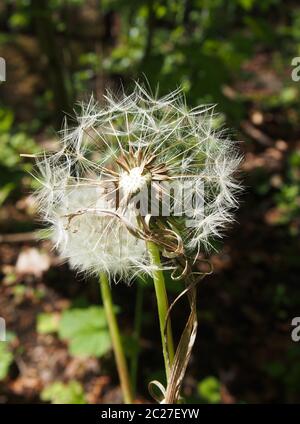 Zwei Löwenzahn-Uhren auf einem dunkelgrünen, sonnenbeschienenen Wiesenhintergrund Stockfoto