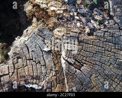 Alte rissige verfallende Holzoberfläche mit Baumringen und Linien in einem geometrischen konzentrischen Muster Stockfoto
