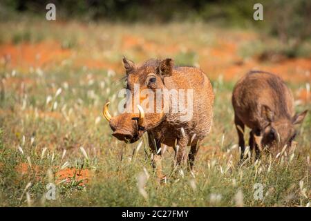 Zwergschweine (Phacochoerus africanus) in Namibia Stockfoto