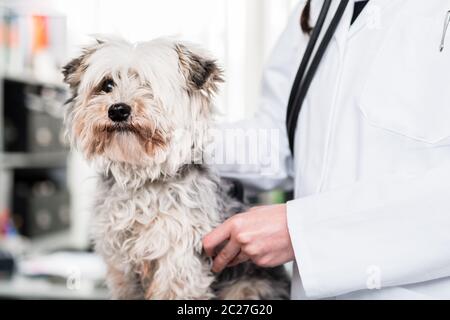 Nahaufnahme eines yorkshire Terrier Welpen in der Klinik Stockfoto