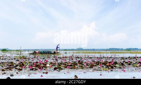 Lokale Fischer bereiten Fischfallen auf einem Boot in einem See mit vielen roten Lotusblumen, Lifestyle in der Landschaft in Thale Noi Wasservögel Park, also Stockfoto