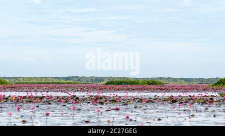 Schöne Naturlandschaft mit vielen roten Lotusblumen oder Red Indian Water Lily oder Nymphaea Lotus im Teich am Thale Noi Wasservögel Reserve Park, Phatt Stockfoto