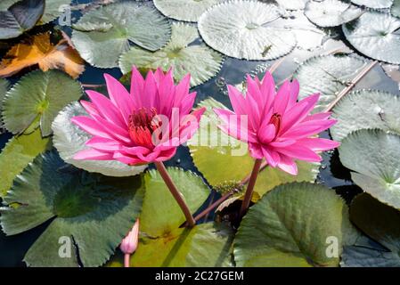 Schöne Natur close-up auf der Oberseite von zwei roten Lotus Blumen oder Indianer oder Seerose Nymphaea Lotus in den Teich an Thale Noi Wasservögel finden Park, Stockfoto