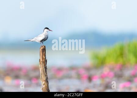 Küstenseeschwalbe Vogel oder Sterna Paradisaea hocken auf einem Baumstumpf im Lotus Teich bei Thale Noi Wasservögel Park, Phatthalung, Thailand Stockfoto