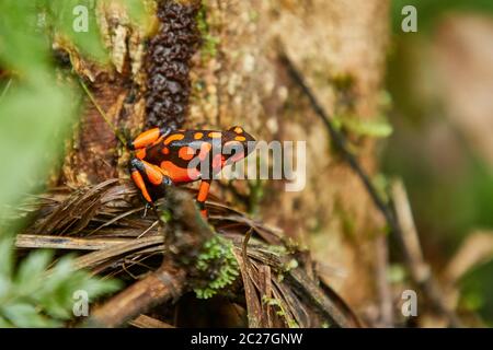 Harlekin Poison Dart Frosch, rot orange Flecken, endemisch in Choco, Kolumbien, Nuqui Region. Dendrobate histrionicus. Stockfoto