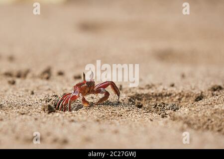 Geisterkrabbe, die im Sand kriecht, der aus einem Loch in Nuqui, Kolumbien, kommt Stockfoto