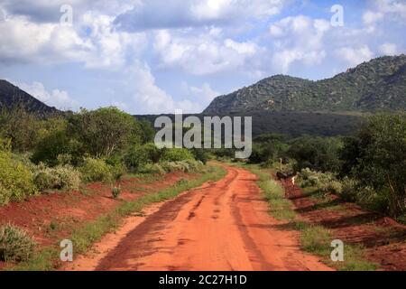 Strauß im Tsavo East National Park. Kenia Stockfoto