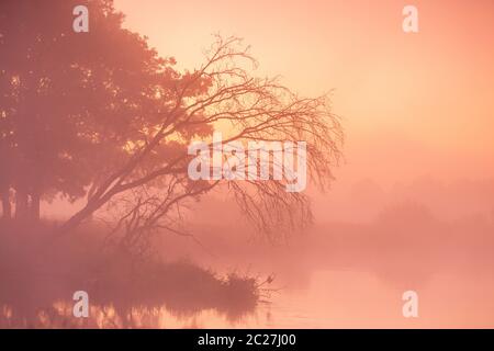 Alte trockene Bäume und Eichen auf Herbst Nebel ländlichen Sonnenaufgang. Sonnigen Morgengrauen auf dem Fluss Neman, Belarus. Stockfoto