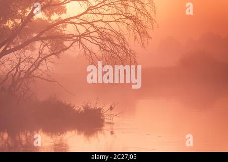 Alte trockene Bäume und Eichen auf Herbst Nebel ländlichen Sonnenaufgang. Sonnigen Morgengrauen auf dem Fluss Neman, Belarus. Stockfoto