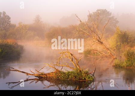 Alte chemische Eichen Verlegung in Wasser. Herbst Nebel ländlichen Sonnenaufgang. Sonniger Morgen auf dem Fluss Neman, Belarus. Stockfoto