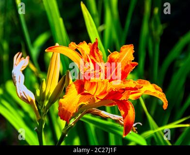 Hemerocallis fulva bekannt als orangene Taglilie, Tawny, Tiger, Eisenbahn, Straßenrand oder Fulvous Taglilie, auch Graben, Nebengebäude oder Waschhaus Lilie Stockfoto