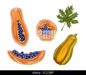 Papaya-Set. Ganze, halbe und schneiden Papaya. Handgezeichnete Pfandpfoten Sommer Früchte. Design für Restaurant-Menü, Geschäft, Markt, Mahlzeit Verpackung. Vektorgrafik Stock Vektor