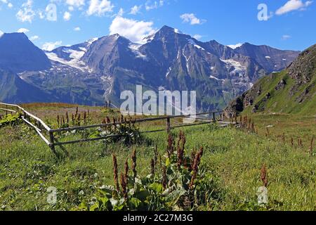 Alpine ampex alpinus in den Hohen Tauern vor dem Hohen Dock und dem GroÃŸer Wiesbachhorn Stockfoto