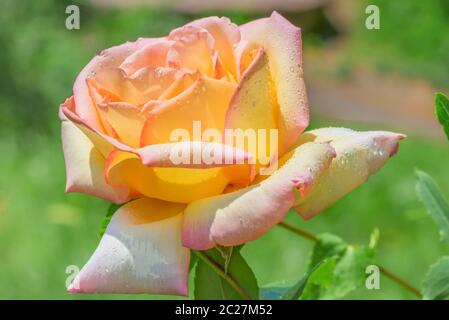 Schöne Hybrid-Teesrose mit Regentropfen auf den Blütenblättern. In Deutschland heißt sie Gloria Dei, in Italien Gioia und in englischsprachigen Ländern Frieden. Stockfoto