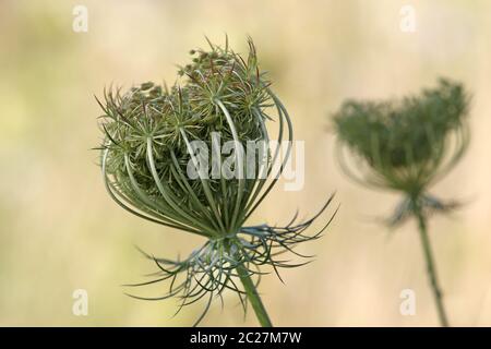 Obststand einer wilden Karotte Daucus carota Stockfoto