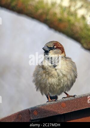 Das männliche Haus spering Passer domesticus sitzt auf dem Nistkasten Stockfoto