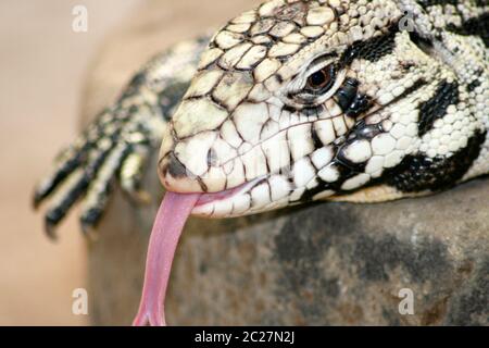 Gila Monster (Heloderma suspectum) Stockfoto