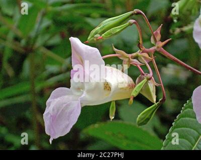 Einzelne Blume, nach links gerichtet, und explosive Samenschoten des invasiven Unkrauts, Himalaya Balsam (Impatiens glandulifera). Wächst in einem Sumpf mit einem Stockfoto