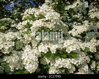 Weiße Weißdorn (Crataegus monogyna) Baum blüht in voller Blüte im Frühjahr. Hintergrund der Pflanze Blätter mit einem kleinen blauen Himmel zeigt. Stockfoto