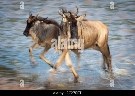 Langsam pan von Blue Wildebeest Kreuzung Wasser Stockfoto