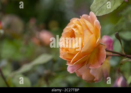 Rosa (Rosa sp.) Stockfoto