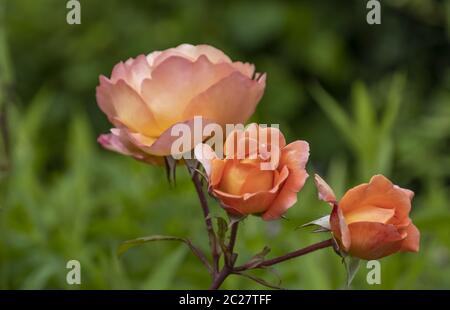 Rosa (Rosa sp.) Stockfoto