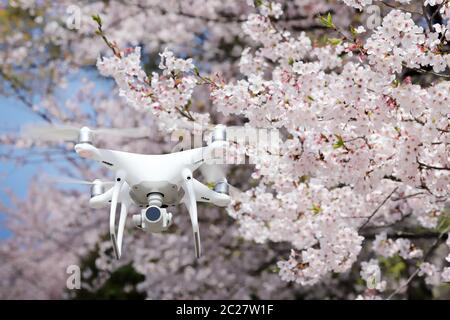 Drohne fliegen in die Luft, mit schönen Cherry Blossom Stockfoto