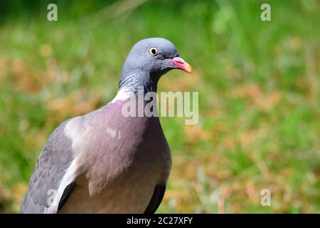 Porträt einer gewöhnlichen Holztaube Stockfoto