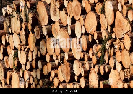 Fichte Trunks in den Wald Stockfoto