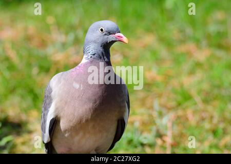 Porträt einer gewöhnlichen Holztaube Stockfoto