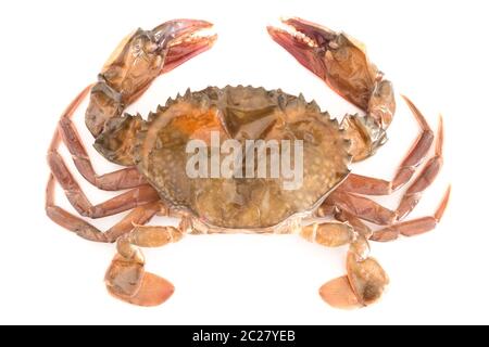 soft-Shell crab Stockfoto