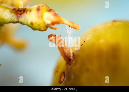 Ein Made oder Wurm kommt aus einer Traube und spinnt sich Stockfoto